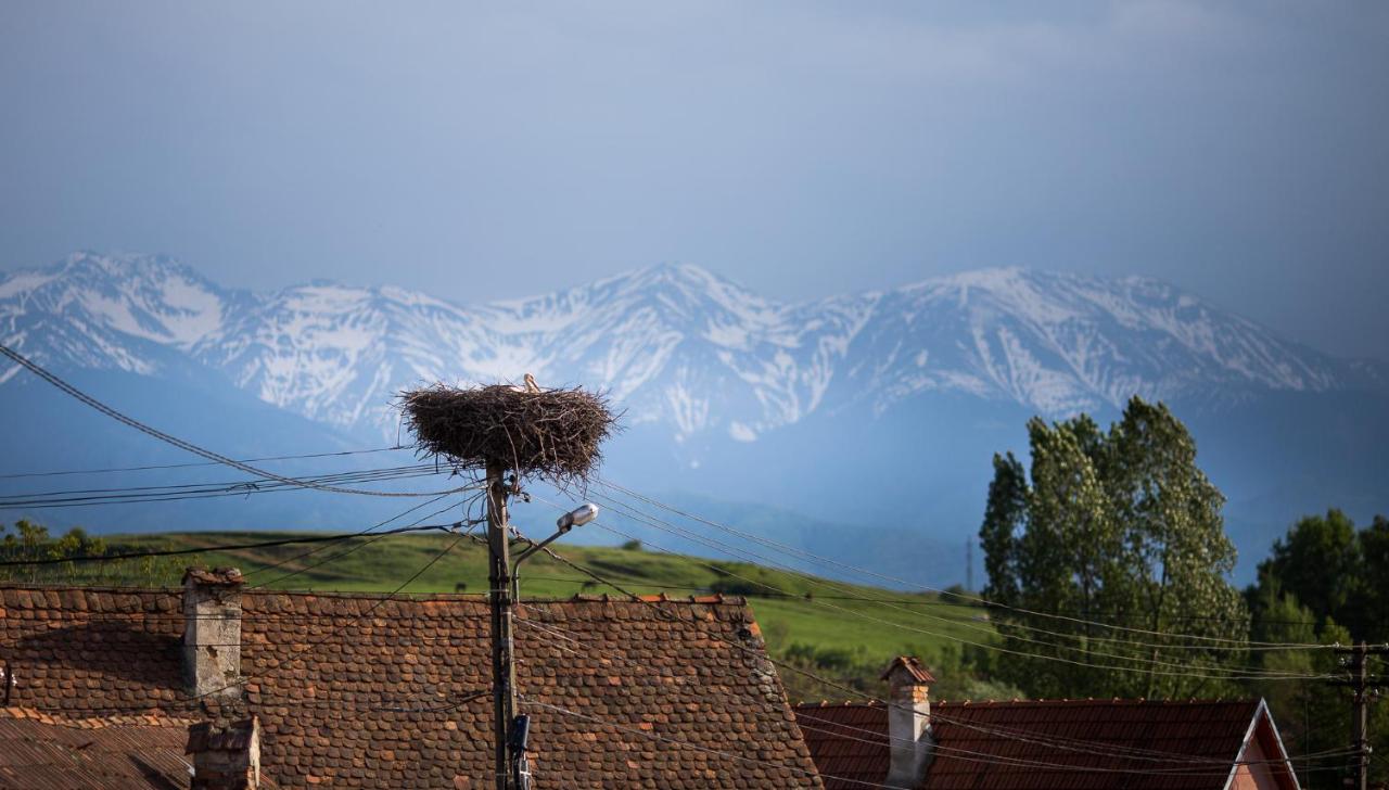 Casa Mosului - Transfăgărășan Bed & Breakfast - 2