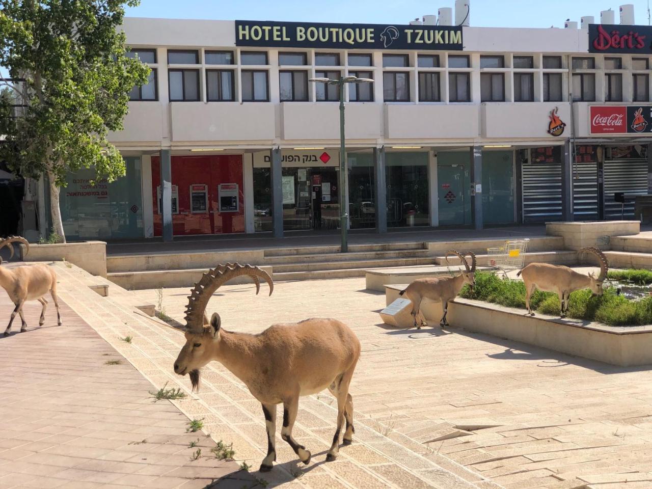 Tzukim Boutique - Desert Traveler's Hotel in Mitzpe Ramon - מלון בוטיק צוקים photo 3