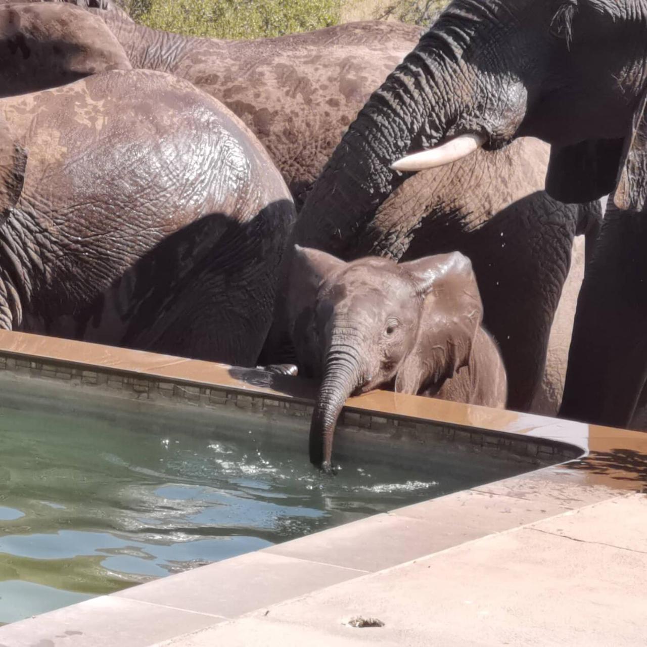 Mbizi Bush Lodge photo 3