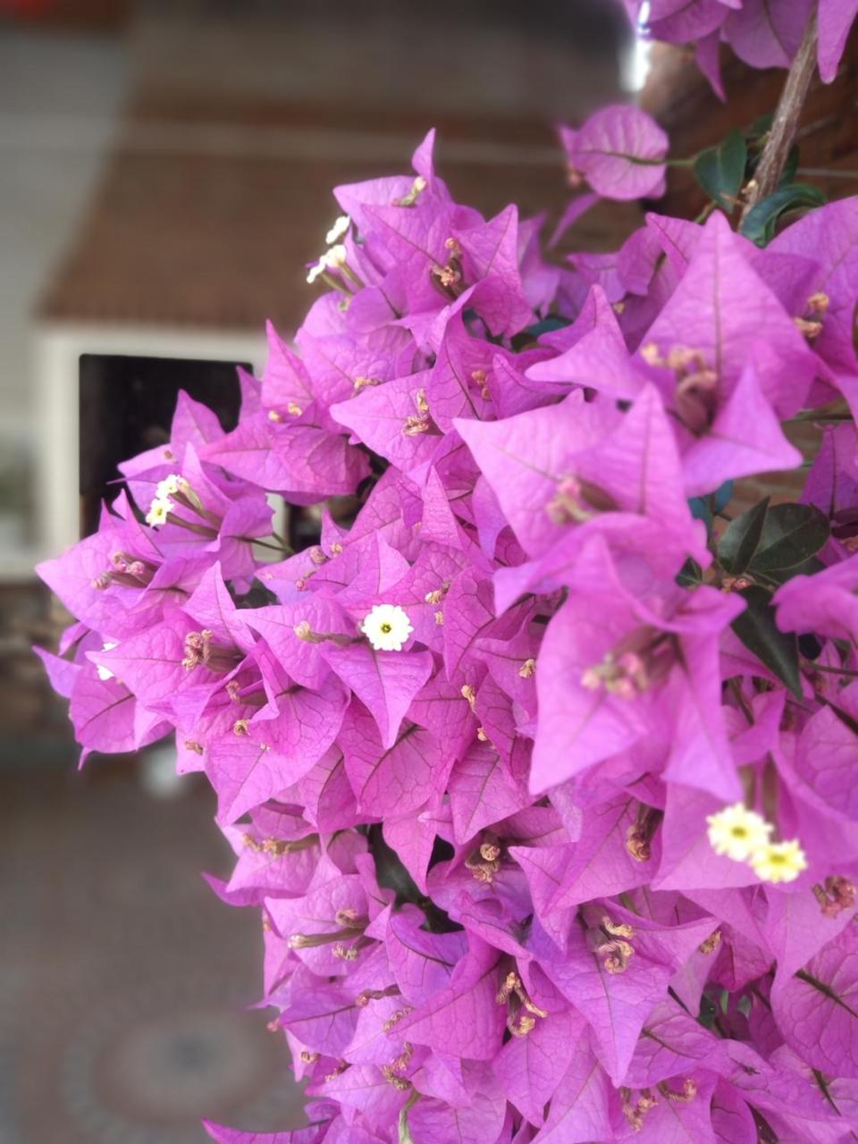 Hotel La Palmera photo 4