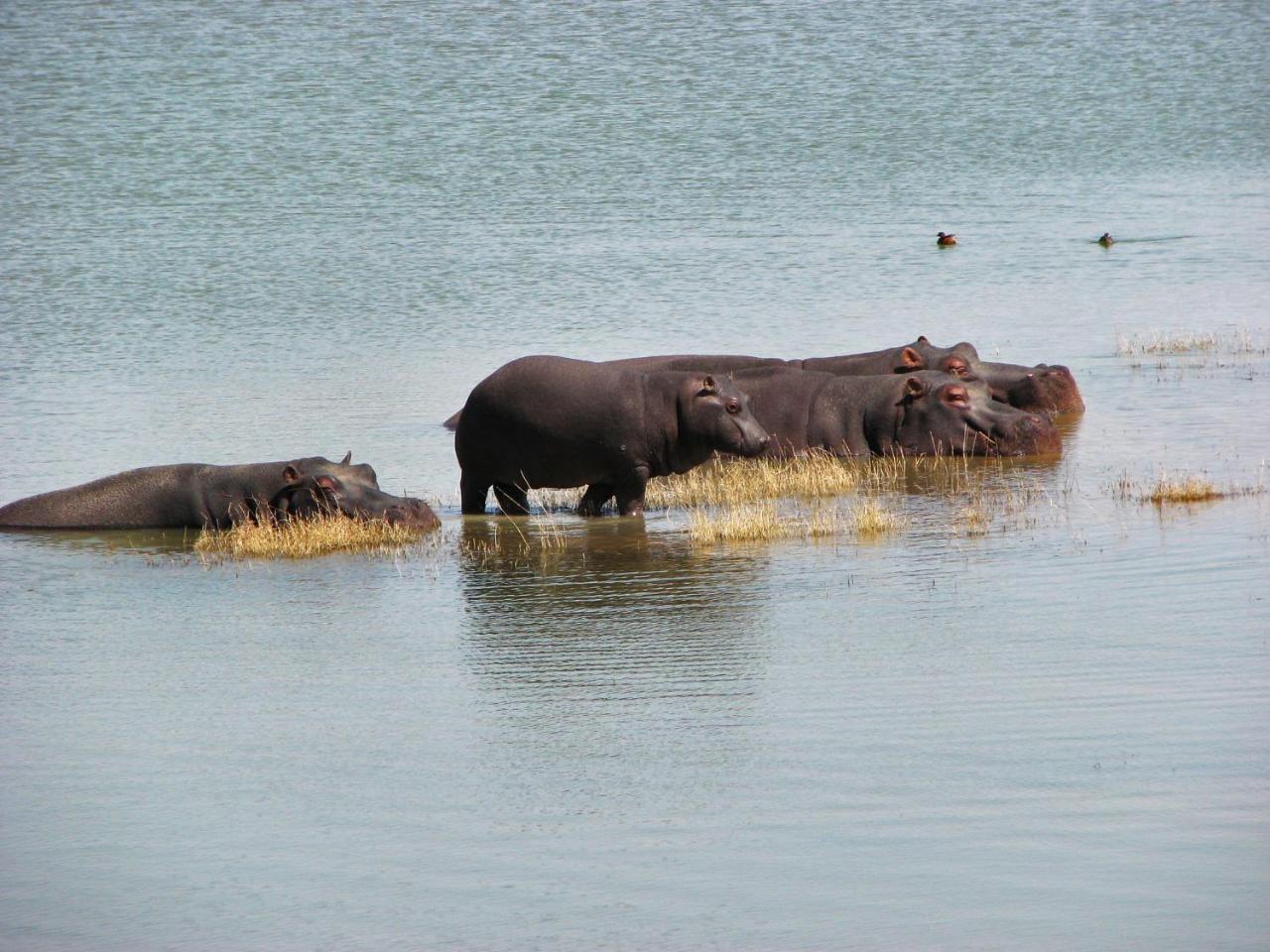 Ovita Wildlife Restcamp photo 4