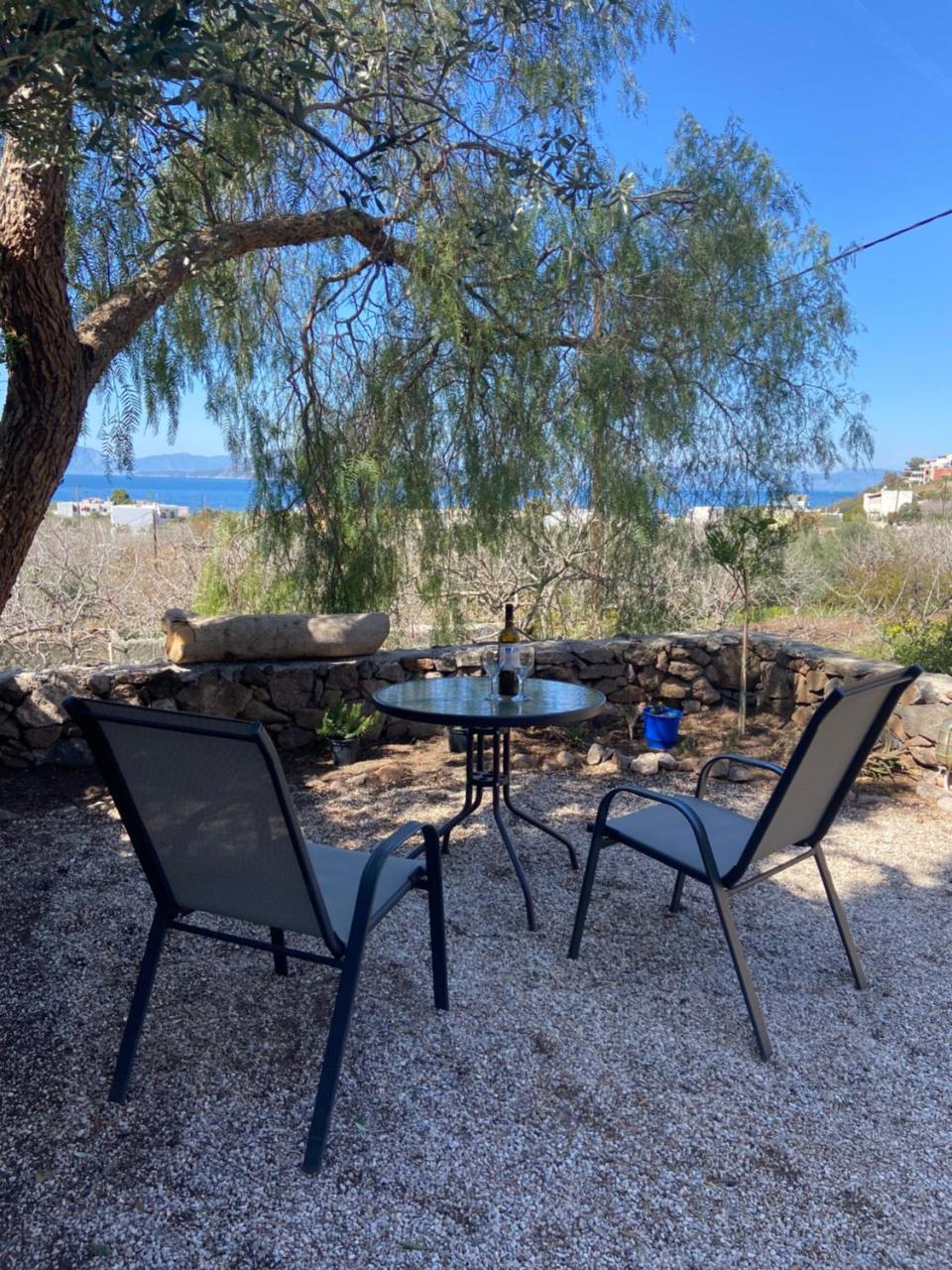 Pepper Tree - 4
