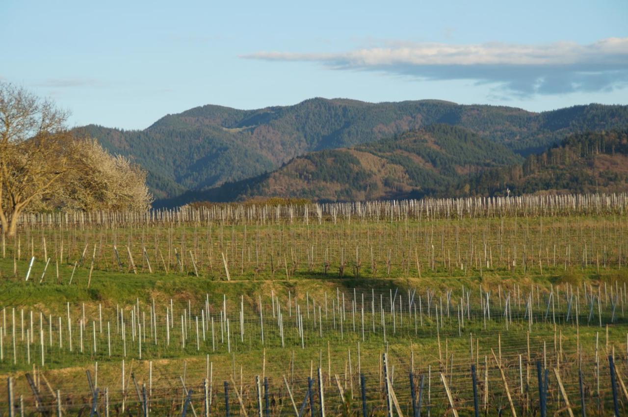 Privatweingut Schmidt photo 2