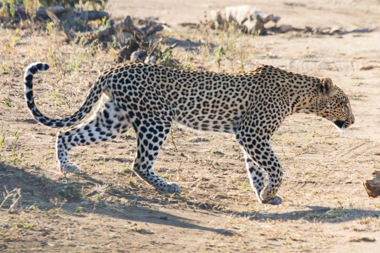 Sefapane Lodge and Safaris photo 3