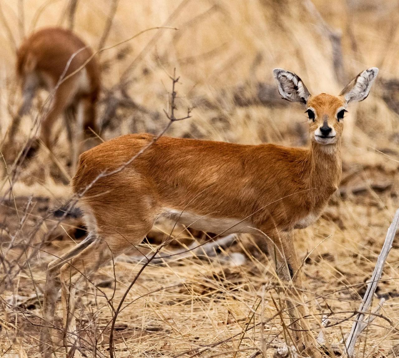 Muweti Bush Lodge photo 3