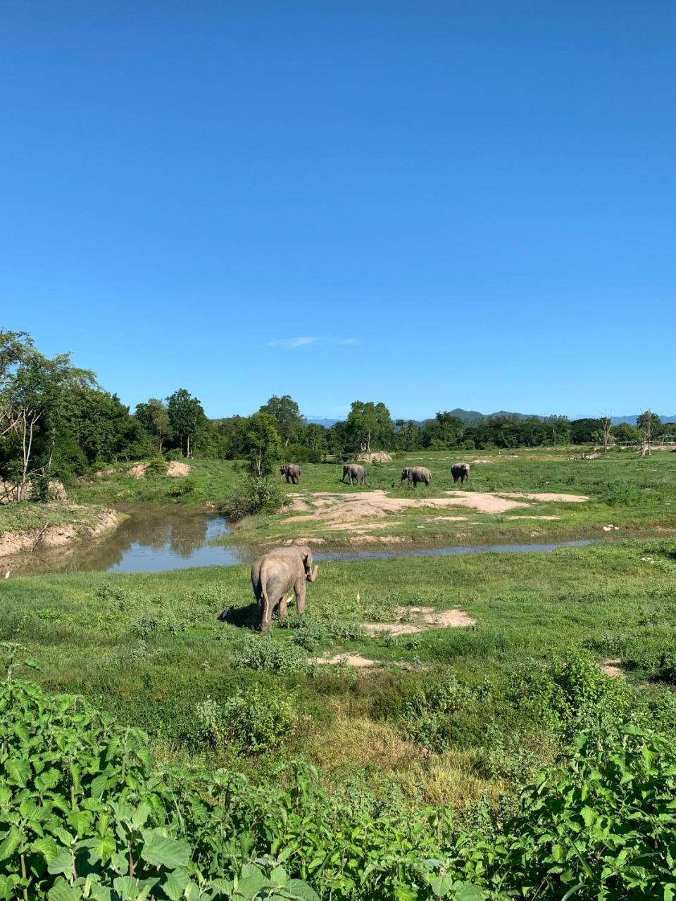 I love phants Lodge