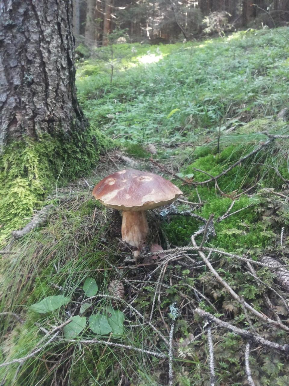 Hotel Tirol- Natural Idyll photo 4