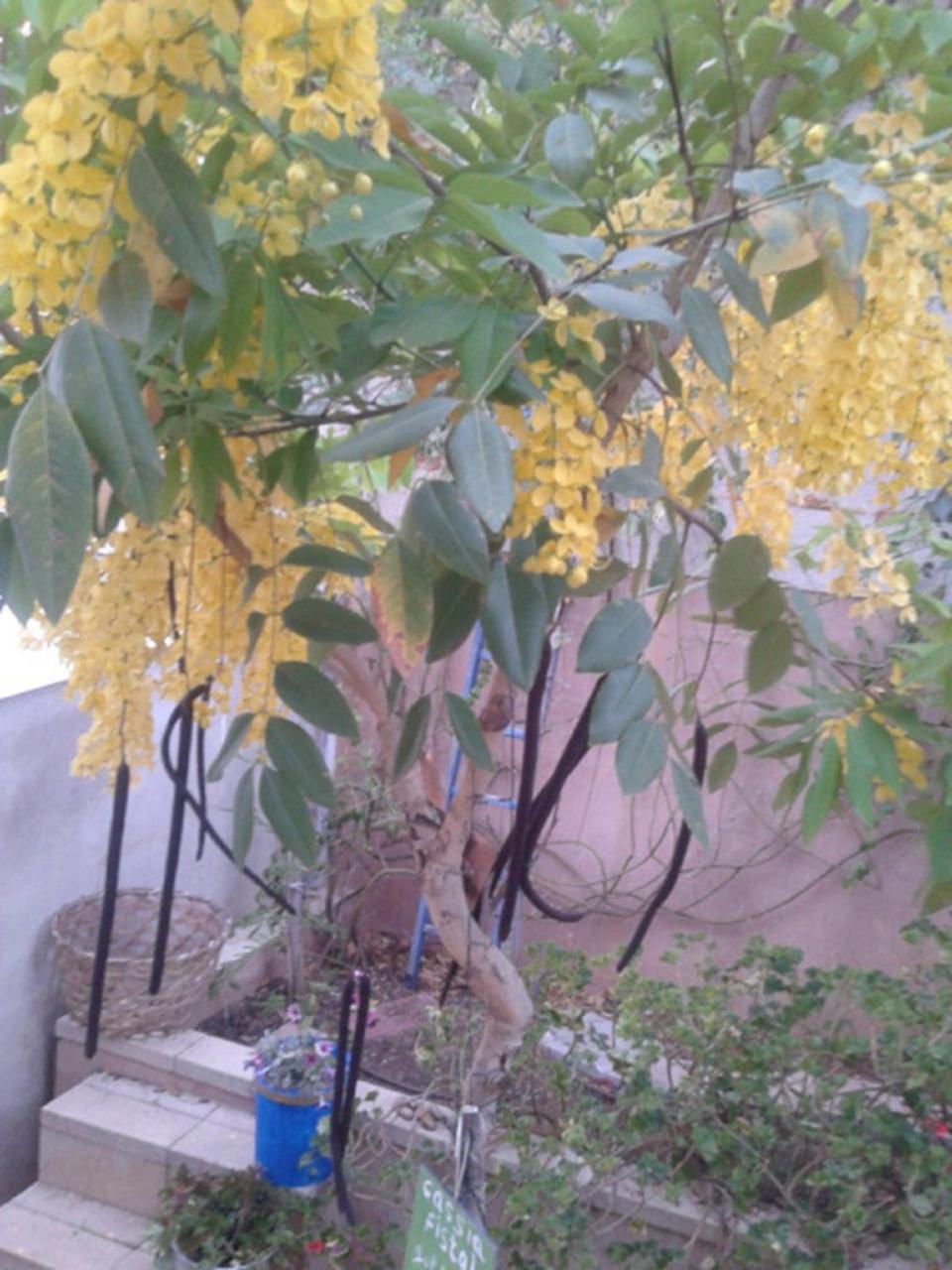 Foto - Barud Gedera Israel