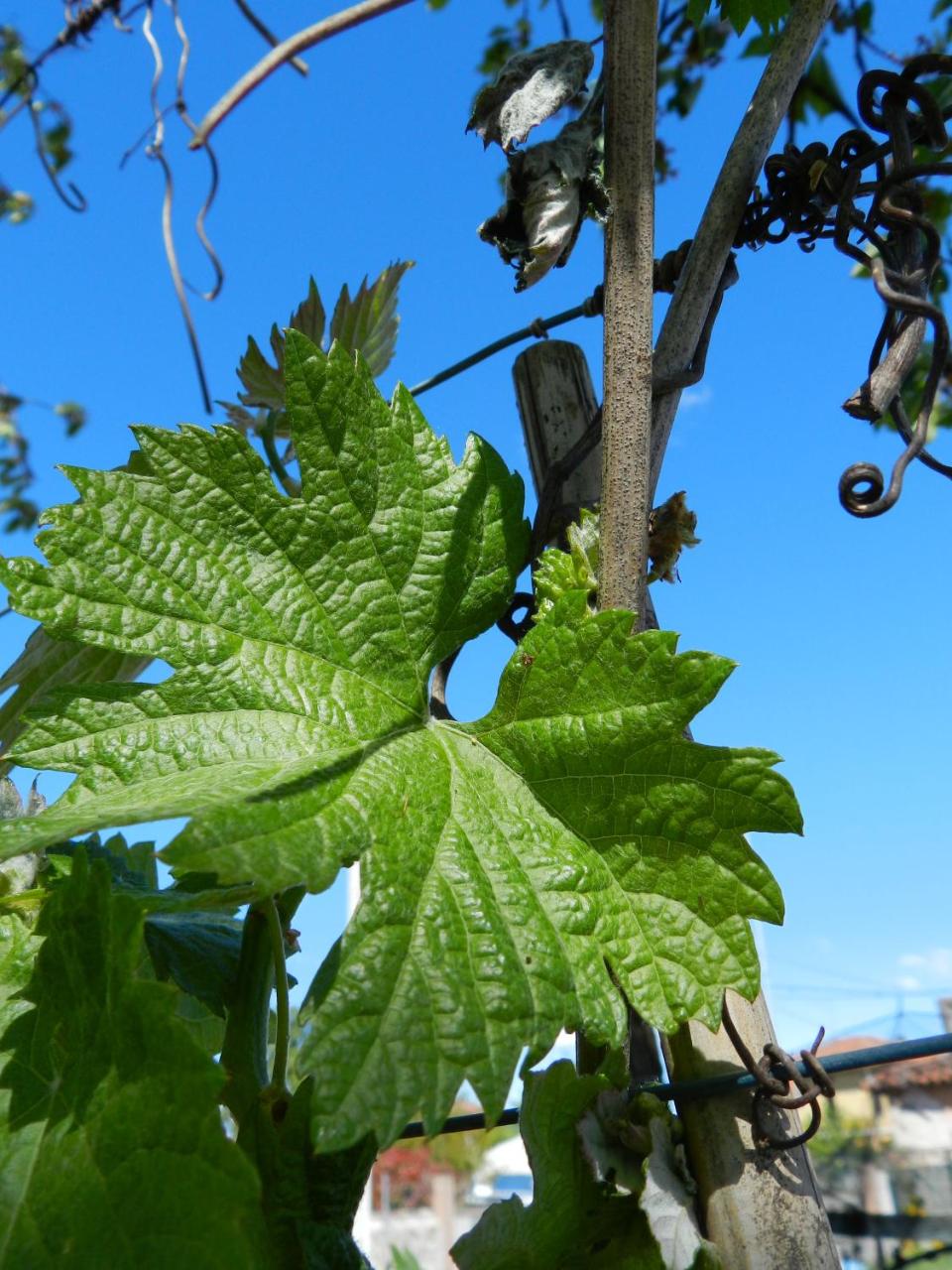Agriturismo Tonutti photo 4
