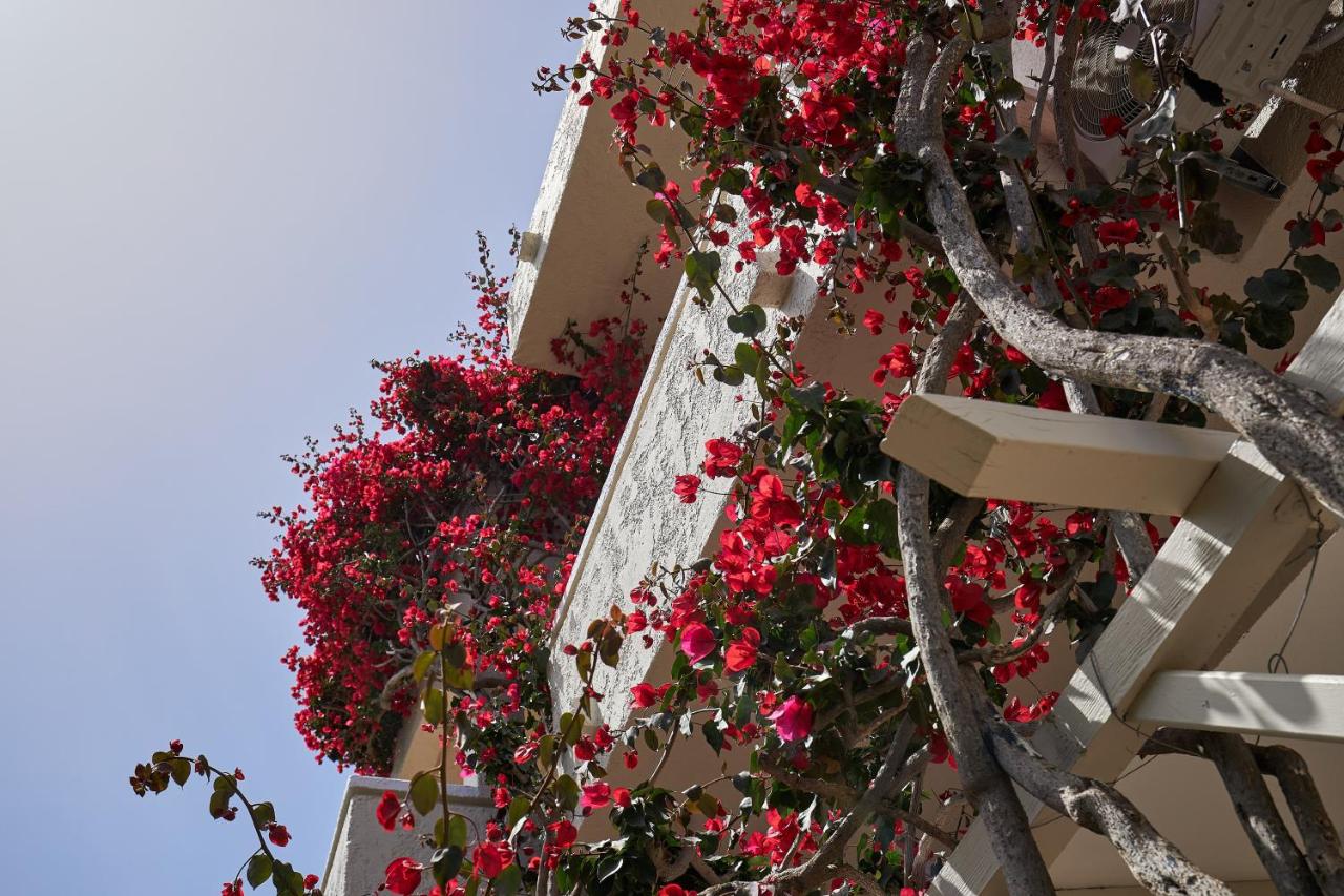 Mila Malia Studios Hotel - 4