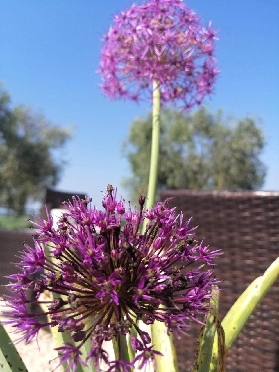 Agriturismo Podere Verdicchio photo 4