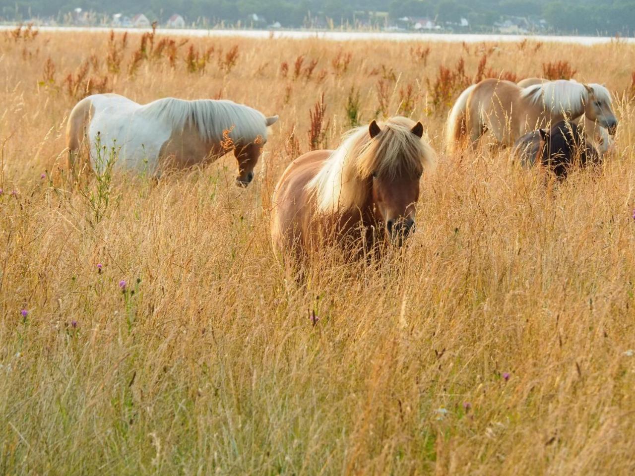 Strandhof Holnis photo 4