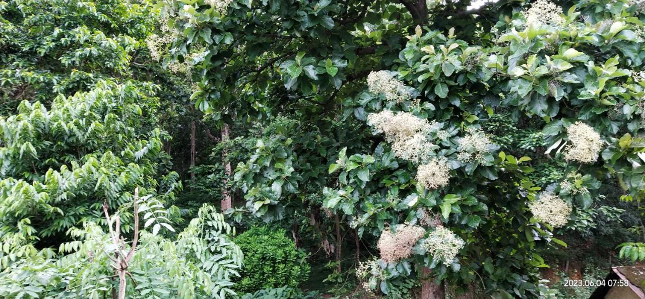 Floral Homestay photo 4