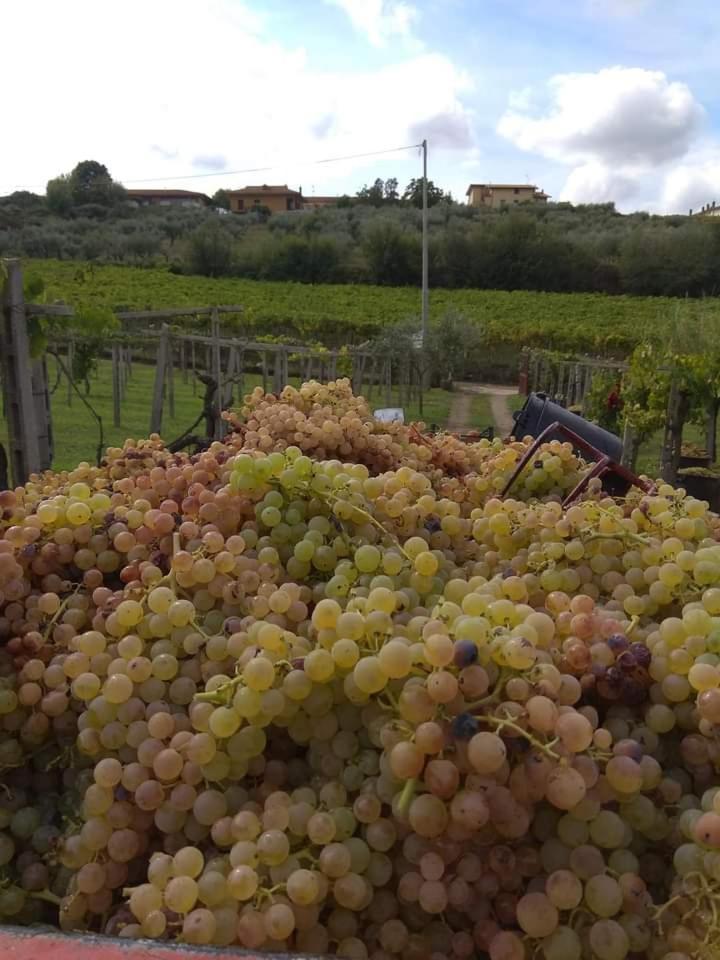 Poggio agli Ulivi vicolo di Colle Reti 22 Frascati photo 2