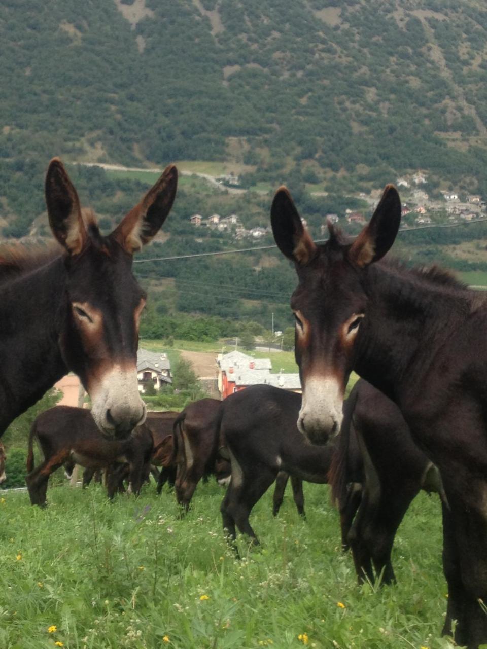 Affittacamere Chez Magan photo 2