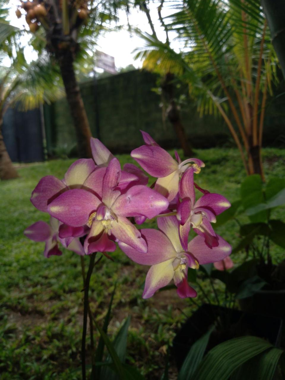 Jasmin Homestay Marakolliya photo 4