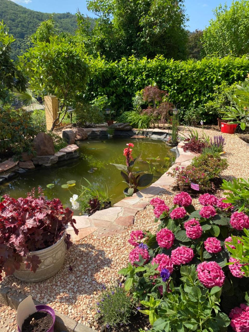 Pension mit Moselblick - 6