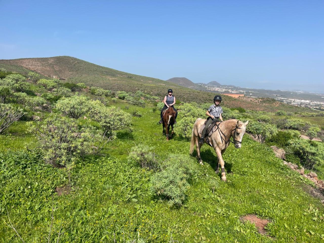 Pet friendly Home in Gran Canaria - 2