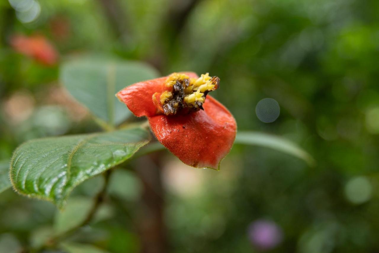 Pachira Lodge photo 4