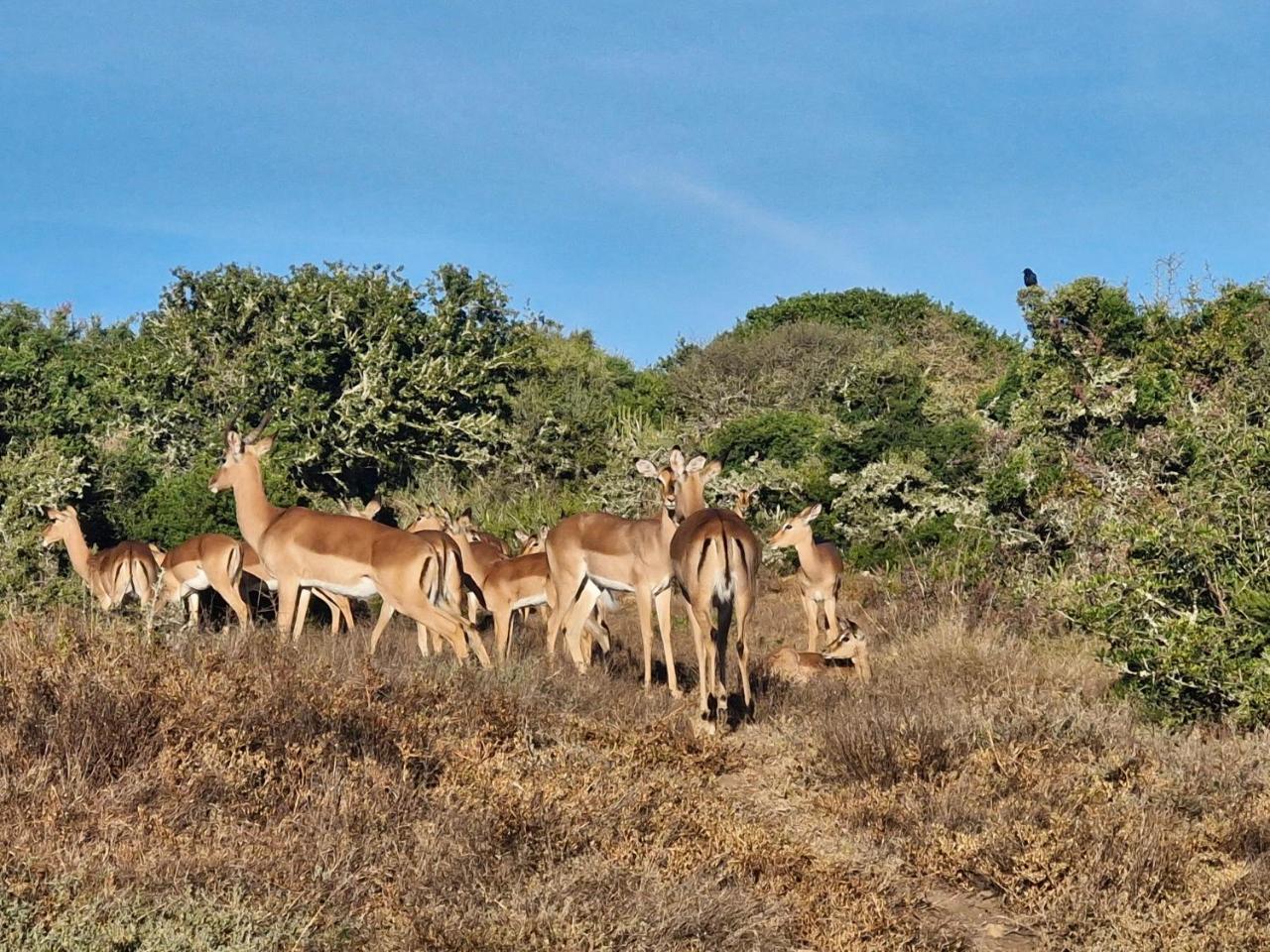 Harmony Luxury Tents & Safari photo 4