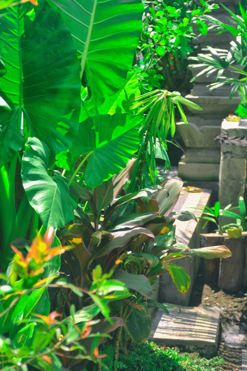 Foto - Ume Sita Villa and Homestay