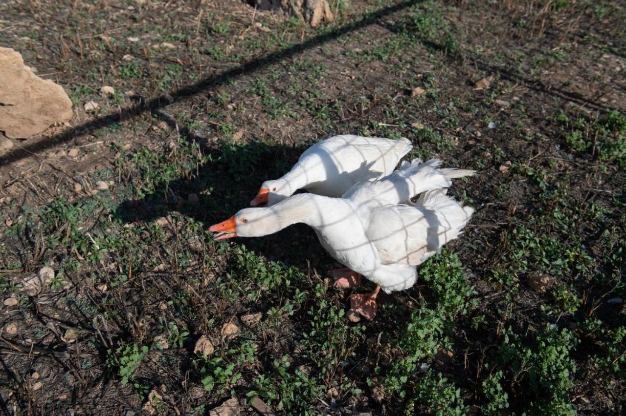 Il Vecchio Frantoio photo 3