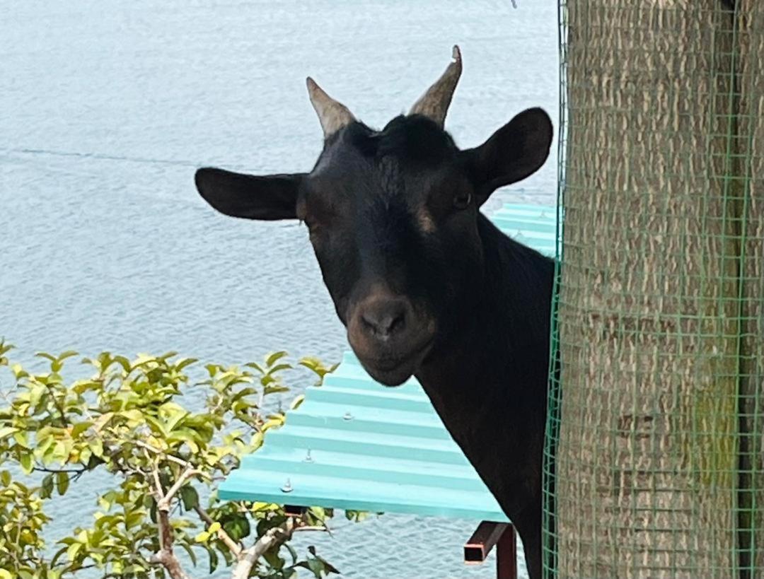 Amazi Land Home and Farm Stay photo 4