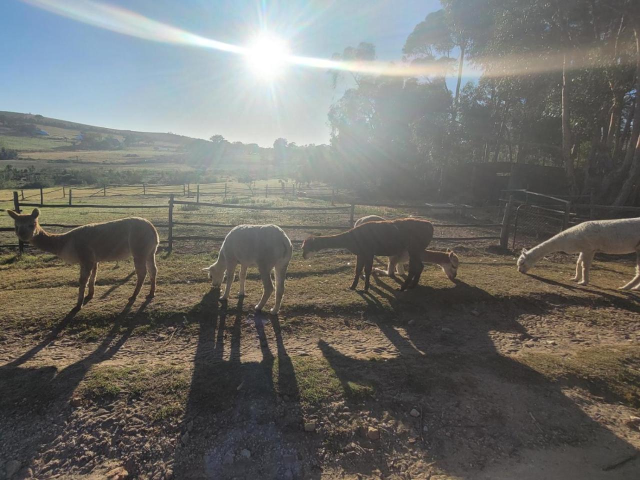 Kleinwatervalplaas Farm Stay Accommodation photo 3
