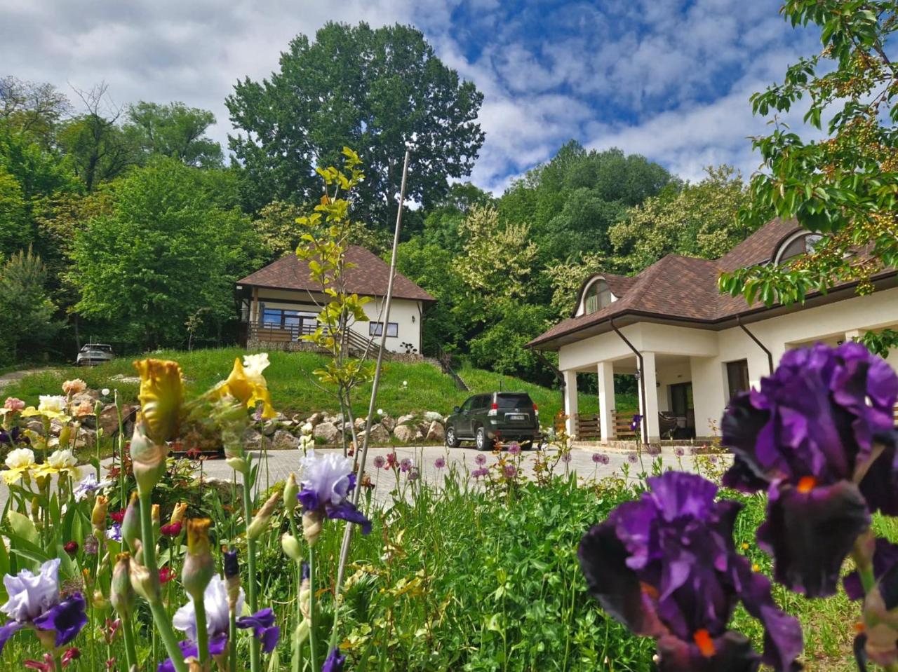 Provence Suceava - 5
