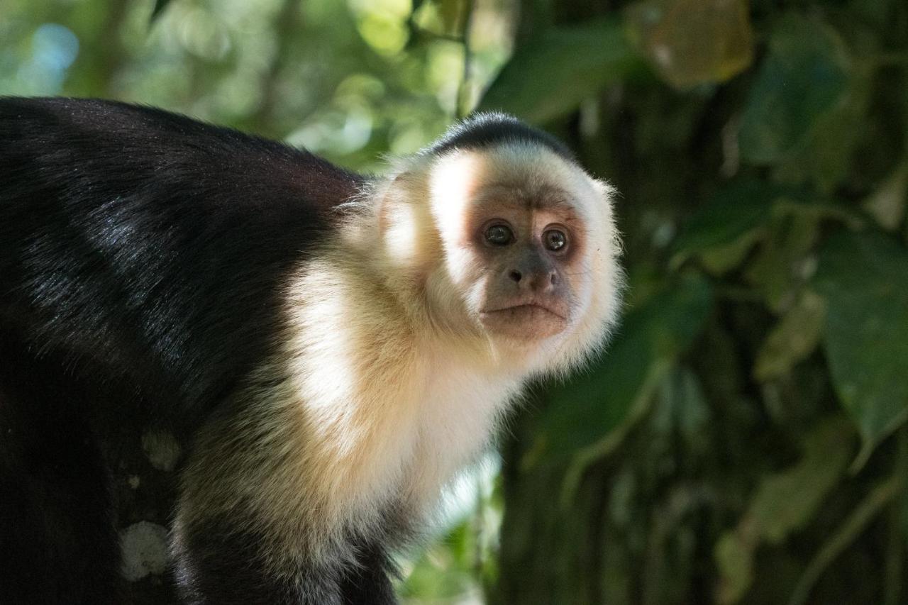 Santuario Ecologico Monteverde