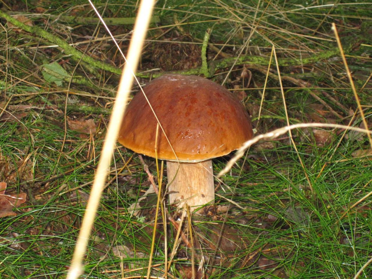 Gasthof Menke photo 3