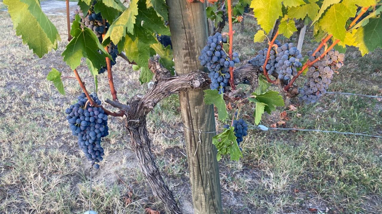 VINOTEL BRZICA Aljmaš - 4