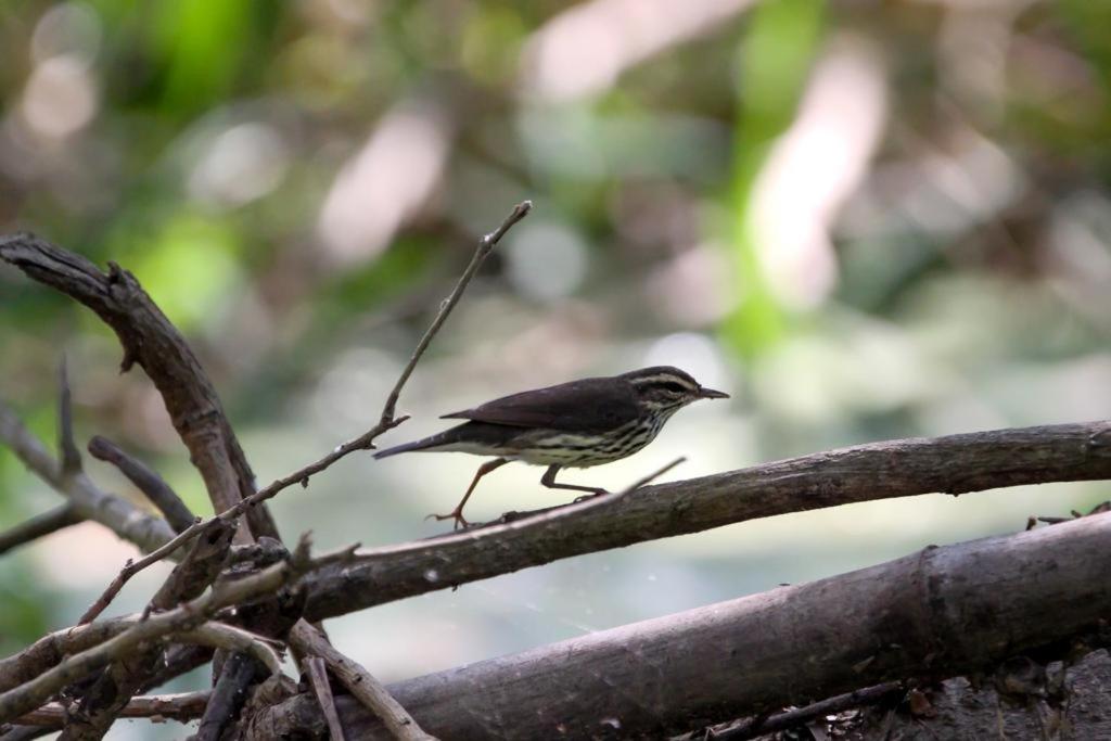 Jui Chi MaMa Ecolodge & Birding photo 4
