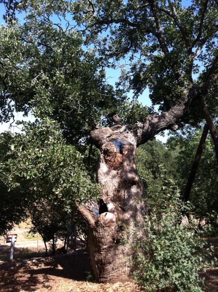 Oak Shade photo 4