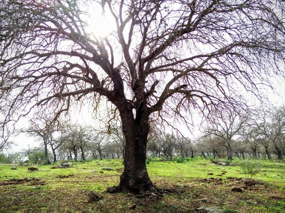 Oak Shade photo 3