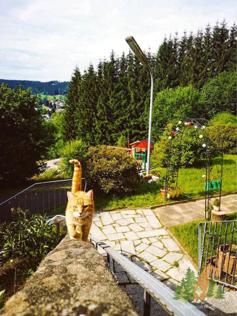 Klein Waldseele - 3