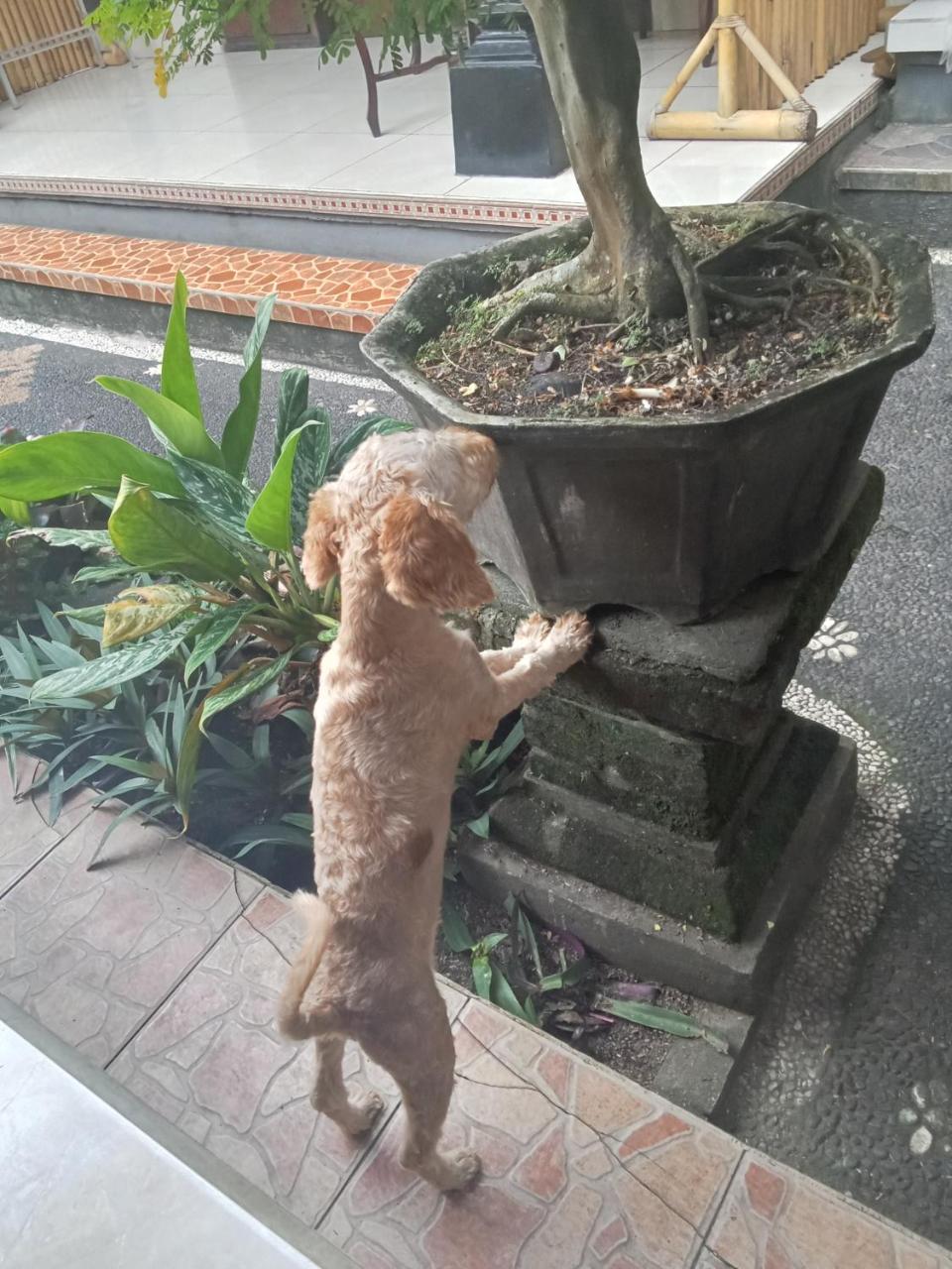Foto - Dewi Antara Homestay