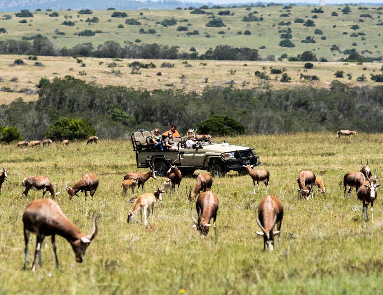 Lalibela Wildlife Reserve - Mark's Camp Family Lodge photo 4