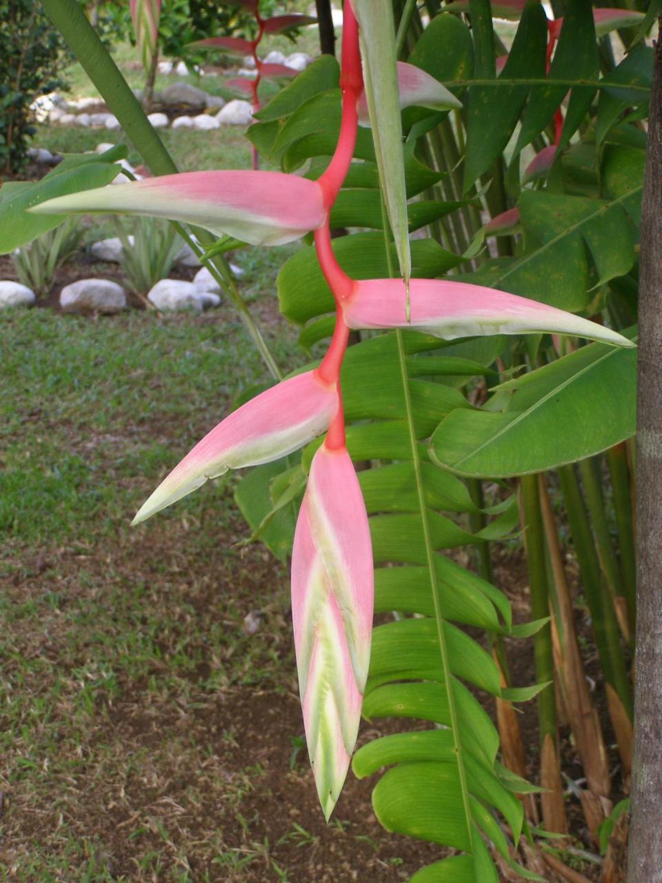 Finca Kobo photo 4
