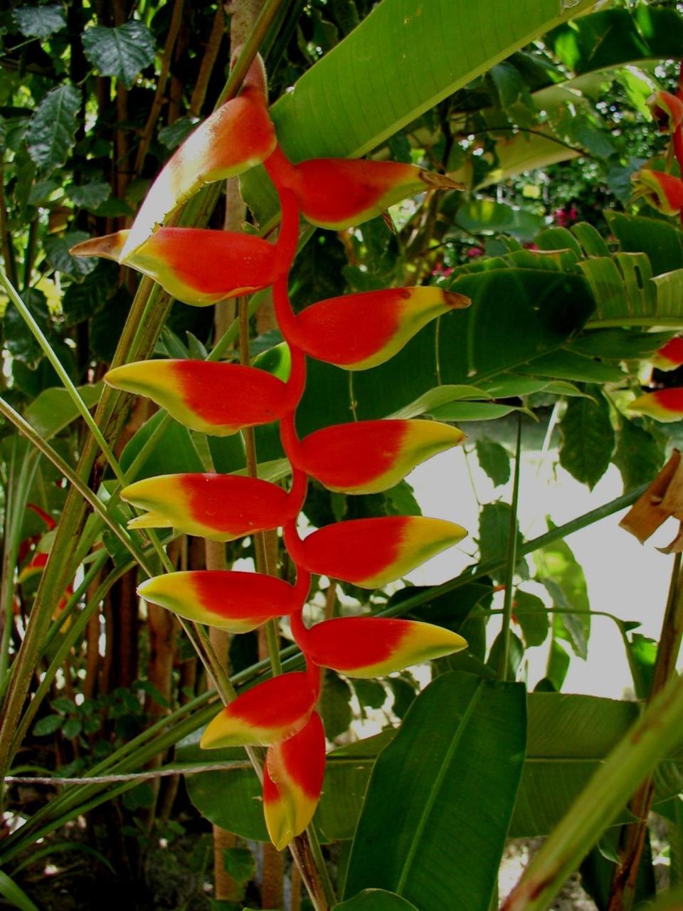 Finca Kobo photo 3