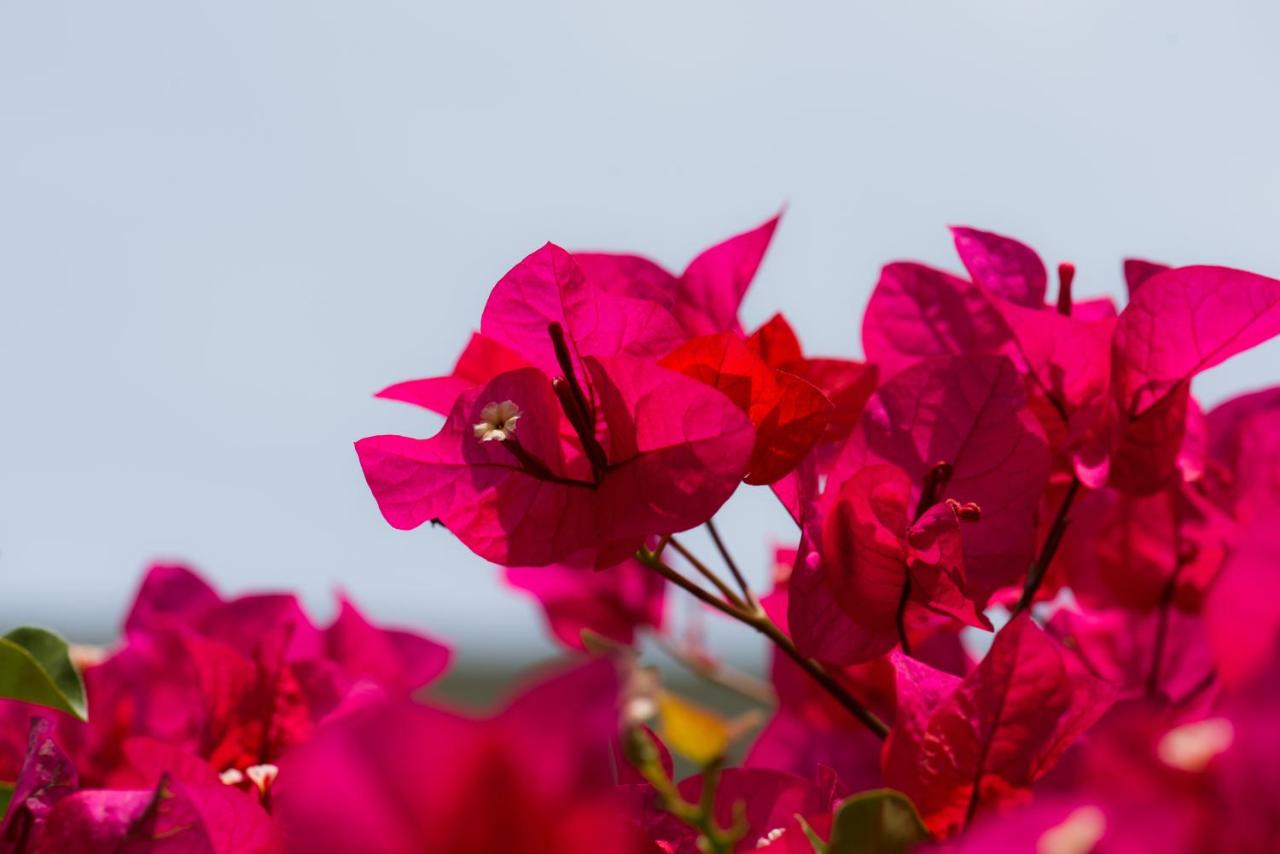 Hotel Bougainvillea San Jose photo 3