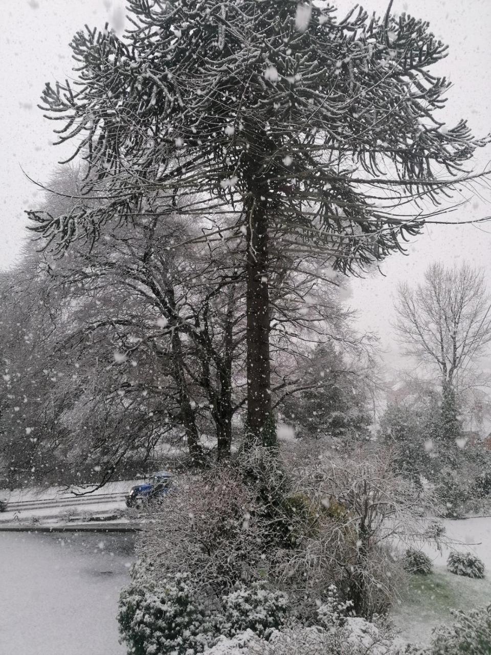 The Beeches - 4
