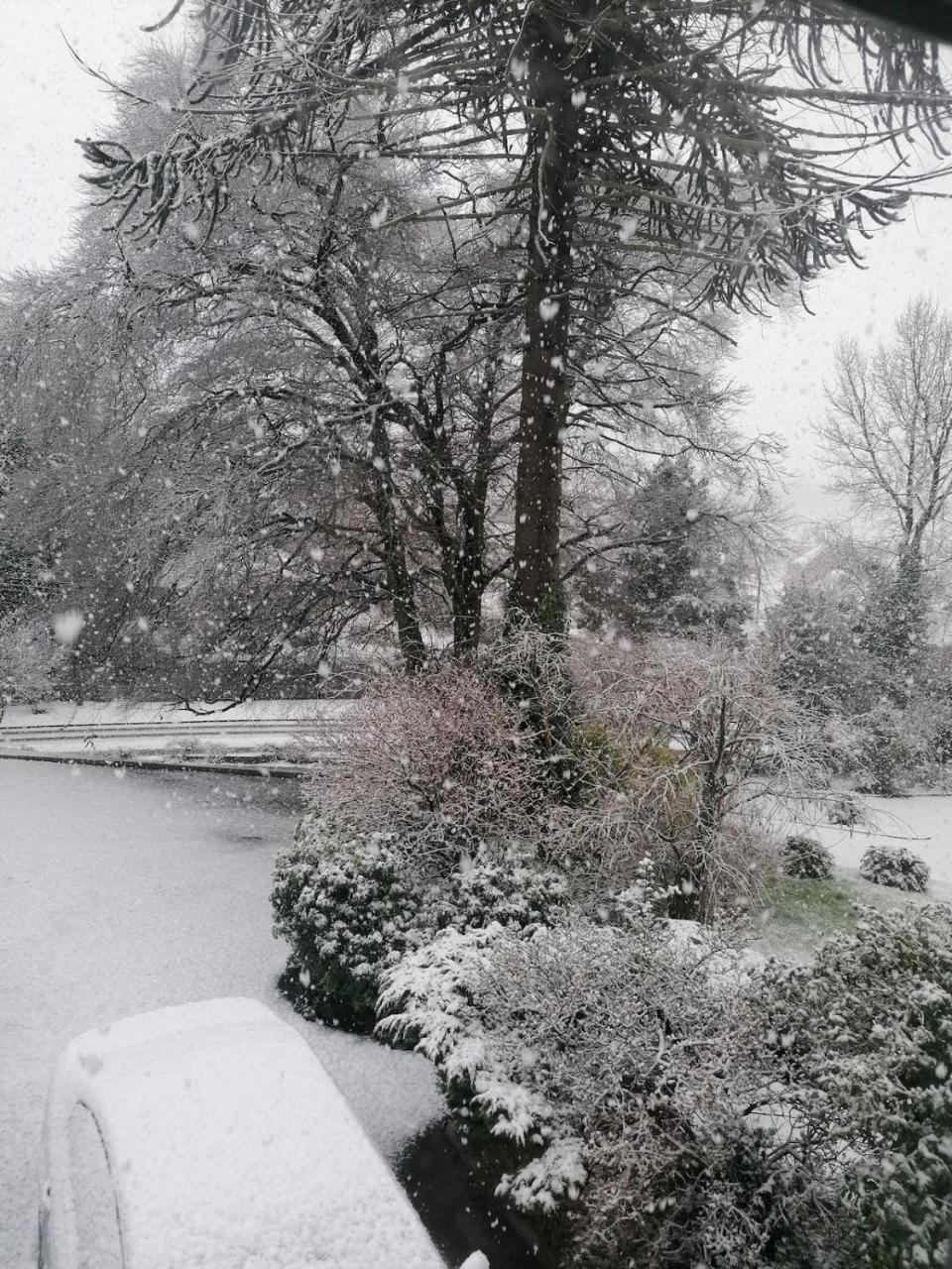 The Beeches - 2