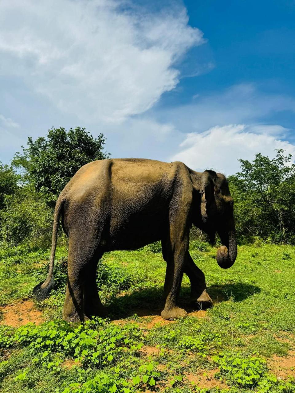 Dhanaya Safari Home photo 2