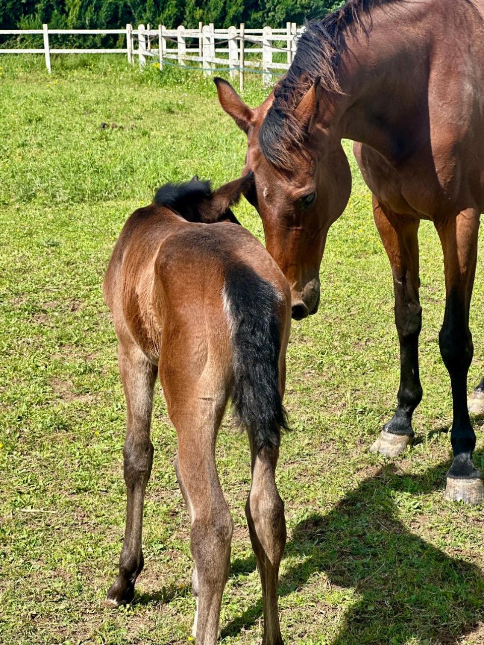 Haras de Castellane - 6