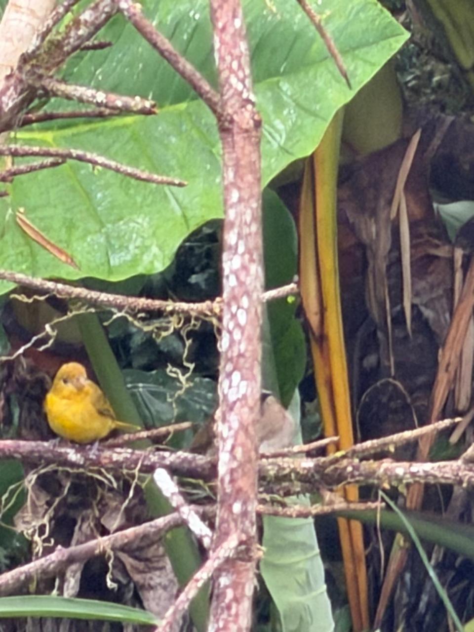 ecopolis birds lodge photo 2