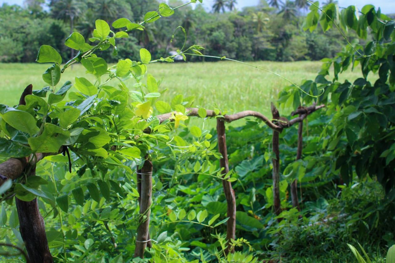 Paddy Field View Resort photo 4