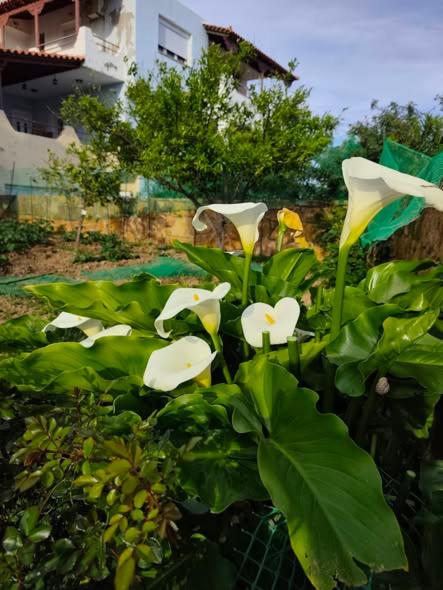 Sweet Memories - 5