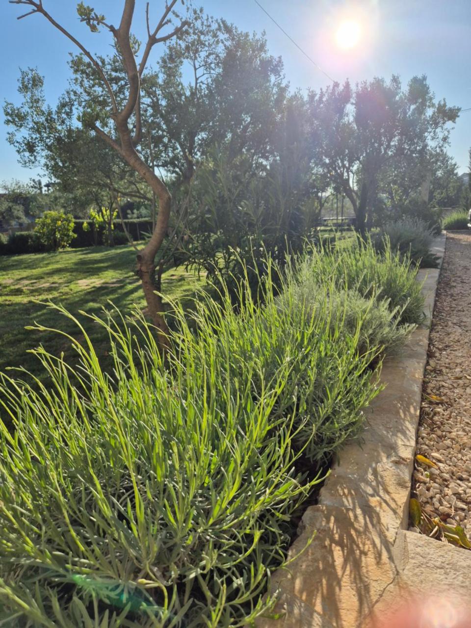 Evita Mediterranean Family Oasis among Olive Trees - 2
