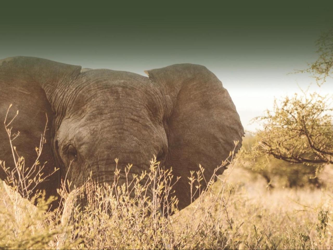 Addo African Home photo 3